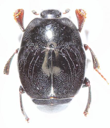 Réf. 194 422 : Saprinus semistriatus
